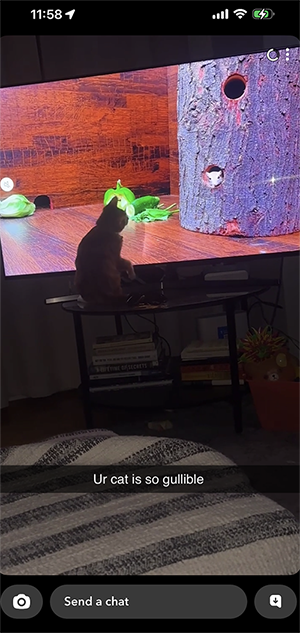 A screenshot of a snapchat. The snap is of my orange tabby Declan. Who is standing on a glass tv stand pawing at the tv screen which is showing a video of mice